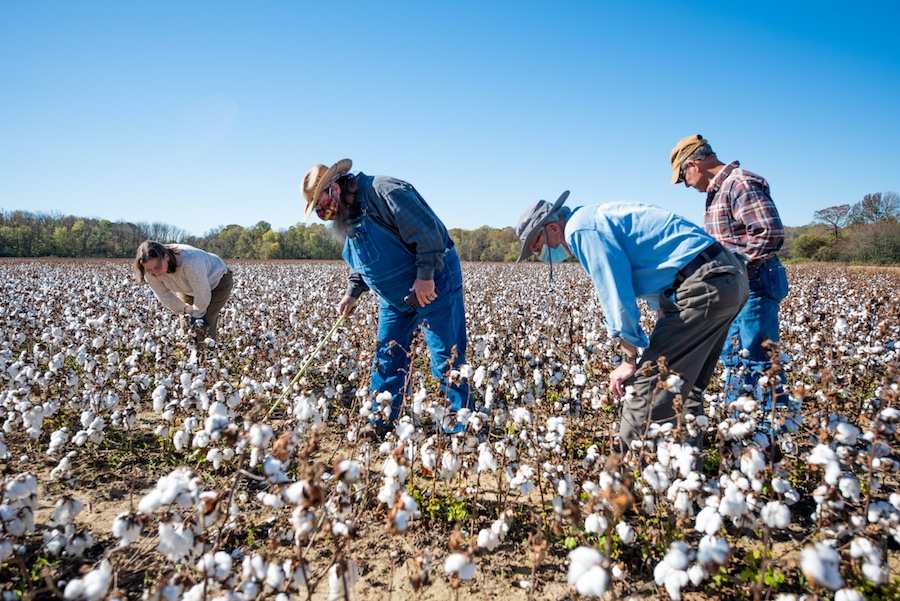 On-farm research collaboration between Better Cotton and Agricenter International. Photo credit: Dermarcus Bowser. Location: Memphis, Tennessee, 2020.