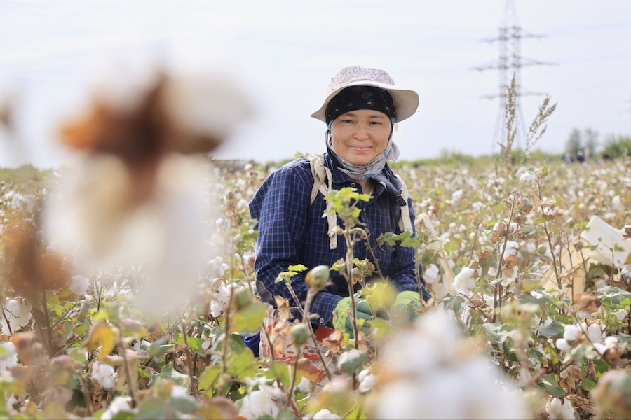 Woman working at a cotton field in Uzbekistan. © 2025 Photo credit: Uzbekistan’s Ministry of Agriculture