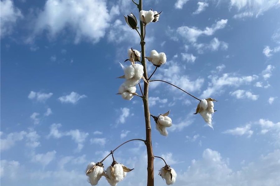 Cotton 