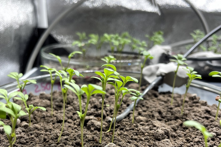 The test methods defined in DIN SPEC 19296 show whether soil remains contaminated after the degradation of textile fragments or continues to function as a habitat for plants and organisms. © Hohenstein