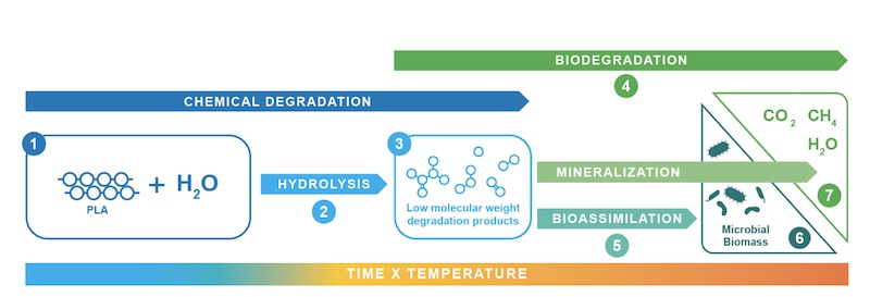 Mechanisms for PLA Degradation: In the presence of water (1), PLA undergoes hydrolysis (2) as a pure chemical process of polymer degradation during which low molecular weight intermediates (3) such as oligomers and lactic acid monomers are produced. These become soluble and can be biodegraded (4). Microbes take up these oligomers and monomers as food (5) and use them to build up biomass (6) and as energy for metabolism. Ultimately, this leads to mineralization (7) of the original polymer carbon into carbon dioxide, methane, and water  © 2024 Holland Bioplastics